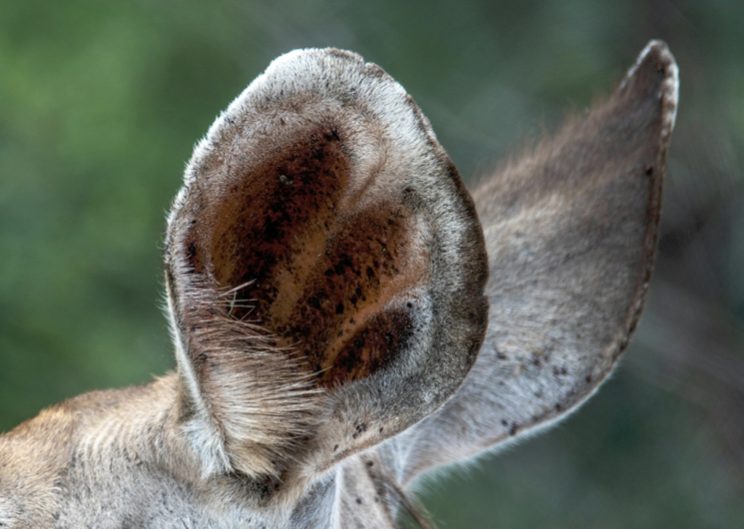 Cerf